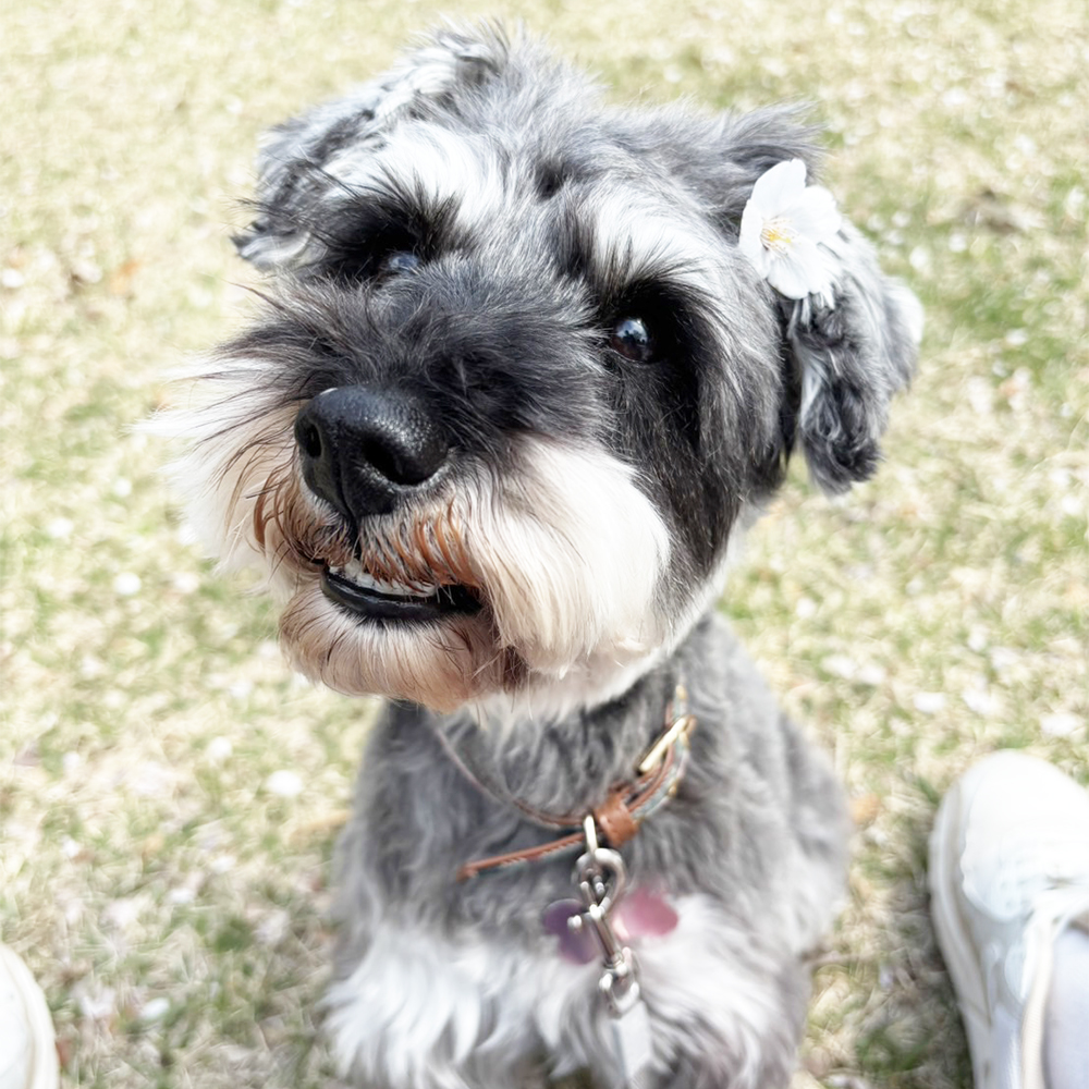 卒業犬ジュリアちゃんの近況！